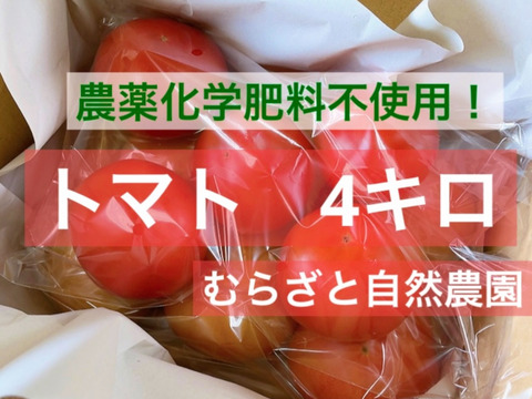 むらざと自然農園のトマト約4キロ　農薬化学肥料不使用　冷蔵便　岐阜県加茂郡白川町黒川　豊かな環境で太陽をいっぱい浴びて育った美味しいトマト♪