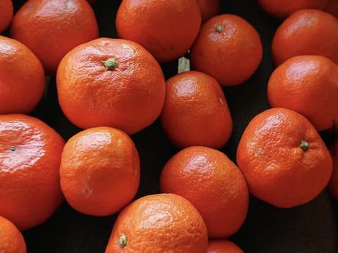 真っ赤な紅色！ジューシーな果肉の『紅みかん』　5kg