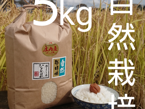 【5ぶつき精米・5kg】米の旨味たっぷり 自然栽培米 ひとめぼれ