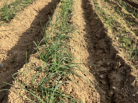 【石垣島産送料込】小ぶりな島らっきょう　200g