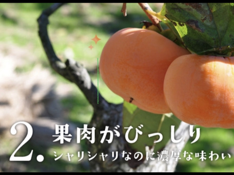 【贈答用】長生き次郎柿『長寿郎』12〜16玉入り　鮮度保持フィルム個包装タイプ
