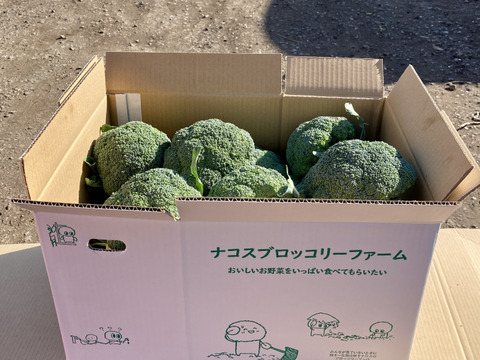 ブロッコリー屋のブロッコリー！！（１２０サイズ１５～２０個）