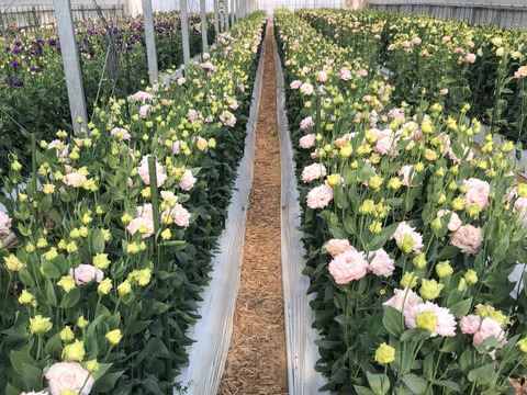 新鮮トルコキキョウ5輪 30cm　家庭でも扱いやすくテーブルフラワーや玄関のアクセントに　注文を受けてからの収穫なので花持ちも抜群です