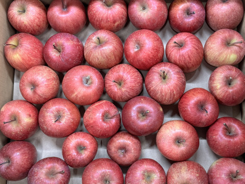 【極小玉・バラ詰め】サンふじ🍎家庭用約4.5Kg🍎毎日りんご　コスパ抜群　青森県産　数量限定