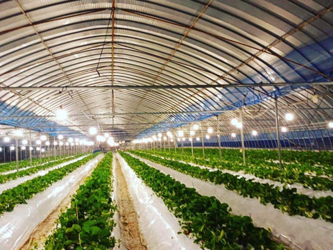 【クール便】農家直送^^完熟いちご!!ゆうべに