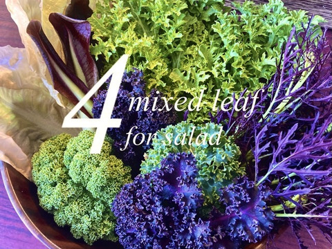 お家でレストランのサラダ！ 4種のアクセントリーフ 200g×2袋