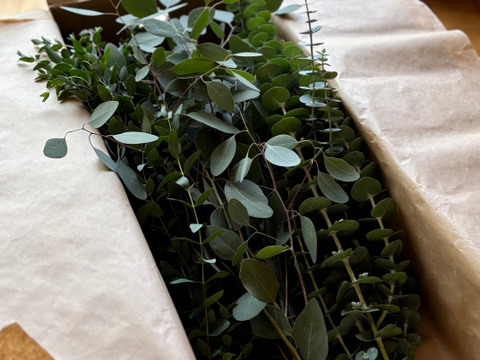 ユーカリ農家”オススメ”のフレッシュユーカリ3品種