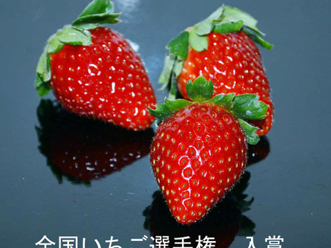 ４月発送　ジューシーな和歌山のオリジナルいちご　❝まりひめ❞　6パック