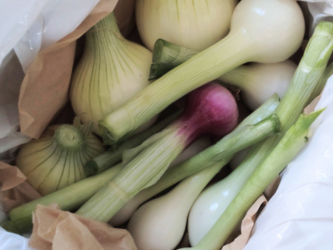 【単品用（チルド）】葉付き新玉ねぎ🧅10本🧅少し早めの収穫、この時期ならではの葉付き新玉ねぎ🧅☆農薬、除草剤、化学肥料不使用☆🏣ゆうパック60サイズ※おまとめご希望の方はご連絡を🙇