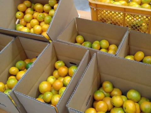 有田みかん【由良Lサイズ以上】8kg（箱込）