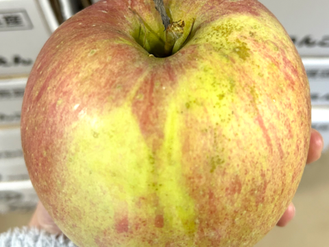 【縁起物】🍎葉とらずふじ⭐️金星（９～１１玉）約３キロ箱 ID179783