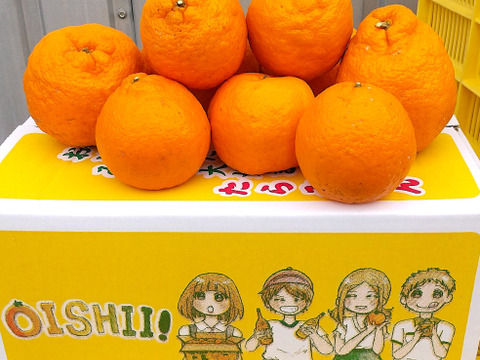 ぽんかん　家庭用4㎏ 　2月末までの出荷分まで