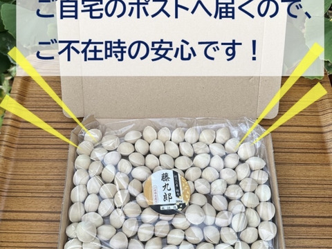 幻の特大サイズ　銀杏の王様【藤九郎】超大玉４Ｌ　たっぷり５００g