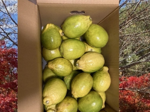 期間限定！国産レモン(B品7kg)