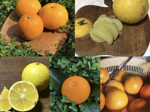 【農薬不使用】ねこ農園の春セット1kg