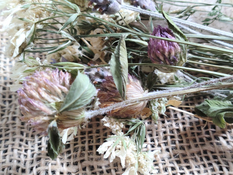 【単品用☆送料メール便360円】ドライフラワー②❀（オルレア・ラベンダー・チガヤ・ホソムギ・ムラサキツメクサ・コツブツメクサ）長さ約30cm（ひも部分含まず）