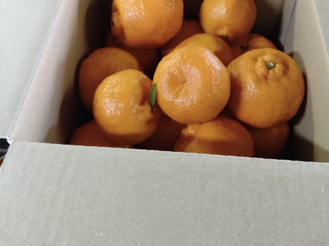 ビタミンCたっぷり　ポンカン　2キロ(箱込み）和歌山県産