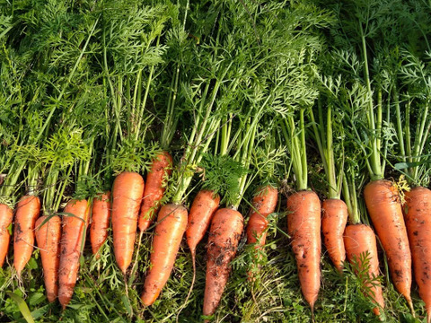 【栽培期間中農薬・化学肥料不使用の人参使用】人参ジュース 1000㎖×3本