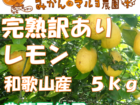 【農薬不使用】訳あり　レモン5kg　和歌山県産　【寒波被害果】
