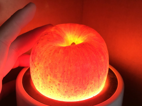 売り切れ御免！超蜜入りりんご 「こうとく」（2㎏）