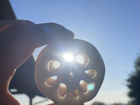 新物！うまかっぺれんこん！2kg