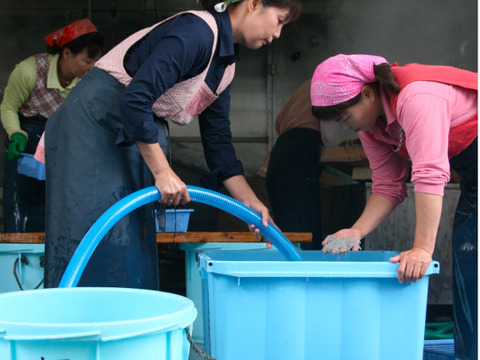 獲れたてピチピチ！茹でたてプリプリ！
大正の無添加釜揚げしらす1キロ