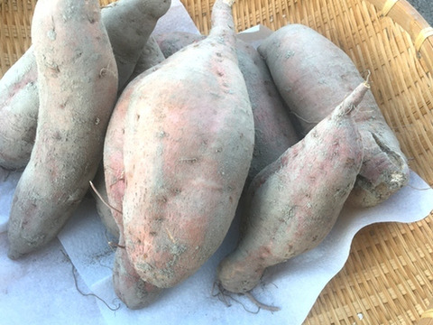 ホクホクさつまいも！　安心の【農薬不使用栽培】兵庫県産　紅がるか　４ｋｇ