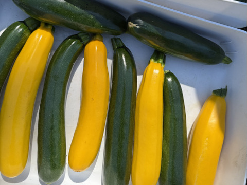 【菌ちゃん農法】朝採れ! ズッキーニ 和歌山県産 2kg 緑・黄色混合 化学肥料・動物性肥料・農薬不使用