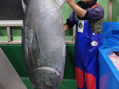 【夏ギフト】トロける旨さがたまらないッ✨みやび鮪【大トロ600g】切り落し 刺身 柵 大きさ不揃い(皮・骨・血合いなし)