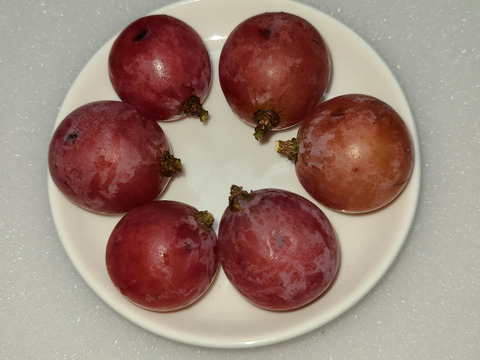 🆘雹被害の為傷多め訳有り粒ご家庭用
訳アリ粒パック🍃クイーンニーナ粒
　　【450g程度粒２Ｐ/約900g位】
　　　再追加◆数量限定販売中