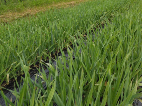 【京都産　農薬不使用・無臭】にんにくの芽　1kｇ