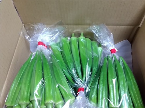 信州産やわらかオクラ9〜10本(約100g) ✕ 10袋