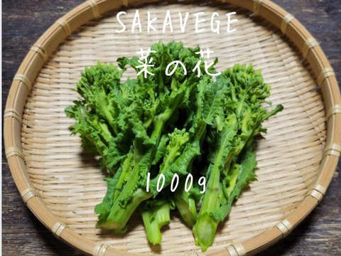 SAKAVEGE 菜の花 1000g