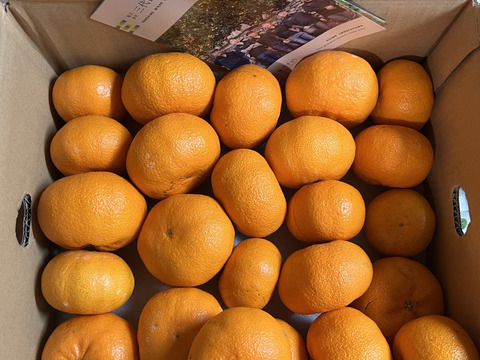 親の良いとこ全部のせ！奇跡の新品種【西南のひかり】4kg