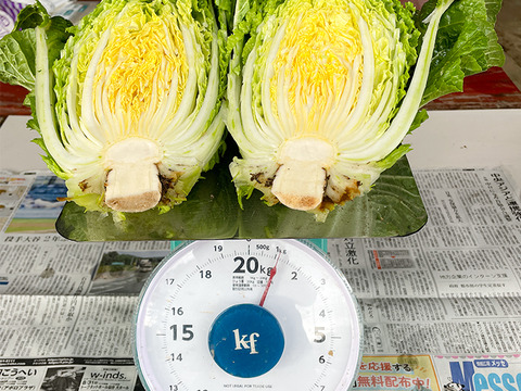 【自然栽培白菜×激辛唐辛子】おうちで手作りキムチセット 産地直送 栽培期間中農薬不使用 掘りたての白菜をお届け 化学肥料不使用 白菜2玉(約2kg) 乾燥唐辛子 100g