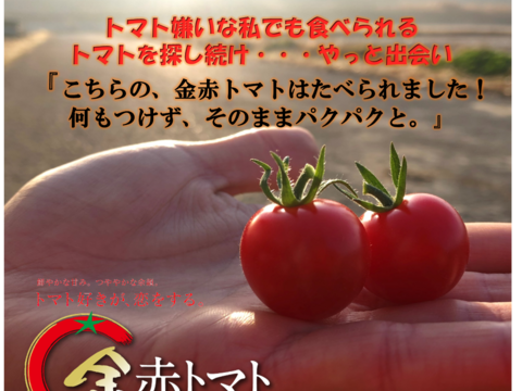 トマト好きが、恋をする。　1000ｇ×2　金赤トマト　ﾐﾆﾄﾏﾄ[全国ミニトマト選手権銅賞受賞]