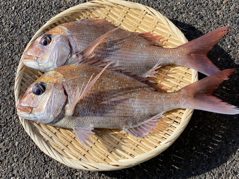絶品 天然 真鯛 マダイ 2匹 1 5kg 広島県産 食べチョク 農家 漁師の産直ネット通販 旬の食材を生産者直送