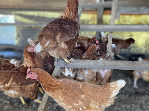 🌸新年度のお祝いに🌸栄養豊富な縁起物『Bon-TAMA』初生卵（30個入り） 【1か月限定】
