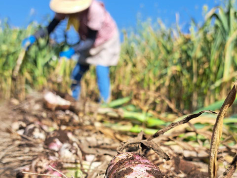 令和７年産　阿蘇・西原村産にんにく❗たっぷり1㎏箱セット❗阿蘇外輪山の豊富な地下水と豊かな自然環境で収穫して自然乾燥した、濃厚な味わいのにんにくです。