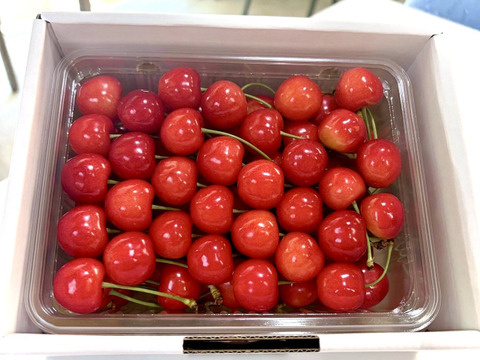 初夏の宝石！秋田県産さくらんぼ【佐藤錦】ご家庭用500gバラ詰め