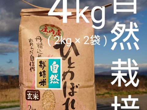 【 玄米・4kg 】米の旨味たっぷり 自然栽培米 ひとめぼれ