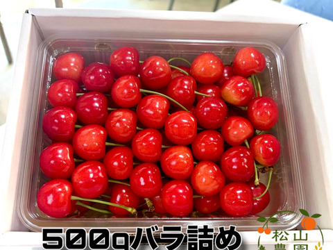 初夏の宝石！秋田県産さくらんぼ【佐藤錦】ご家庭用500gバラ詰め
