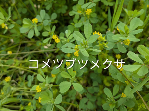 春先の柔らかなおまかせ野草セット🌿カラスノエンドウ、スギナ、ヨモギ、ハコベ、オオバコ、オオイヌフグリ、コツブツメクサ、カタバミ、その他 ※タイミングによって変化します※不用な野草はご連絡ください