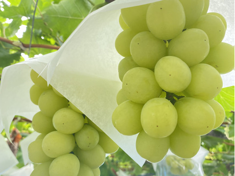 シャインマスカットを親に持つ、ベルニーナビアンコ　1.2～1.4ｋｇ