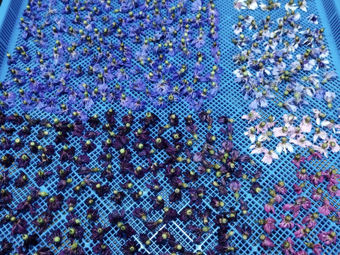 奥出雲産 自家栽培コーンフラワー（ホール）10g×3個