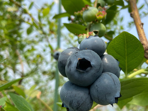 本日限定！【完熟生ブルーベリー(100g×４パック)】※本日17：00までにご注文手続き完了の方に限ります。