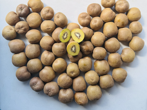 【毎日のフルーツに】福岡県八女産アップルキウイ 約6kg｜５５個以上｜ご家庭に一番おすすめ｜ 食べやすいサイズ中心（約111〜145g）｜農薬・化学肥料不使用