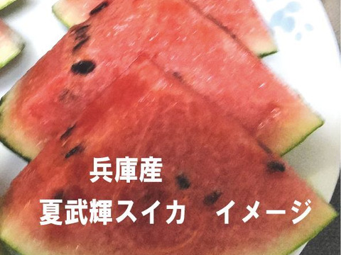 兵庫産夏武輝 大玉　３L スイカ1玉　ご家庭用⑤