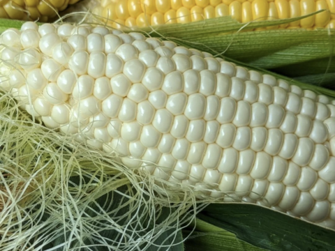 白色とうもろこし　１４本（330〜380g）