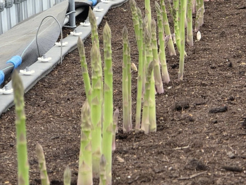 【受賞記念&登録記念SELE🎊】那須塩原産アスパラガス｜2Lのみ｜朝採れ｜1.0kg｜じゅわっと春のごちそう